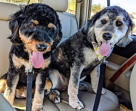 Snicker and Doodle 8 years old