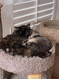 Capri and Sassy