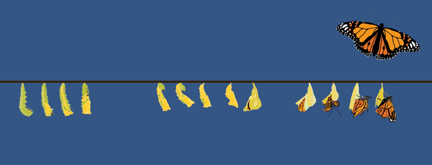 The stages of a butterflies life